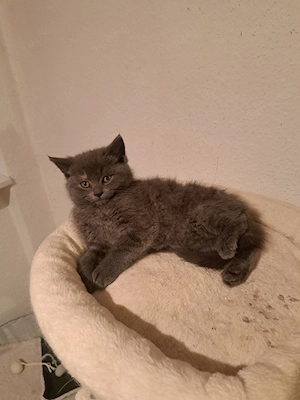 BKH-NORWEGER-MIX Kätzchen abgabebereit. 1 Mädchen,  1 Kater 