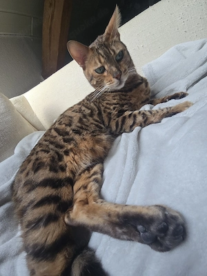 Reinrassige Bengal