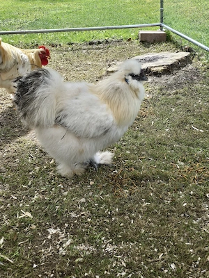 2 junge Seidenhahn-Hähne abzugeben   nur in gute Hände