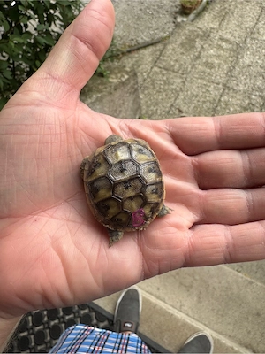 griechische Landschildkröten Babys Jungtiere abzugeben