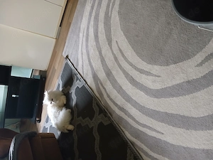 Blh katze 6 monate sucht ein neues zuhause