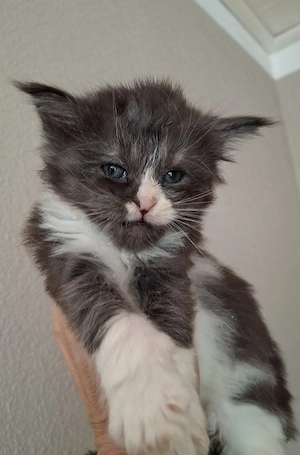 Maine Coon Kitten 