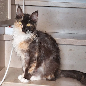 Maine Coon Kitten Abgabe im Juli