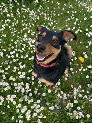 Pinscher Mix Miki sucht dringend ein kuschliges Zuhause!