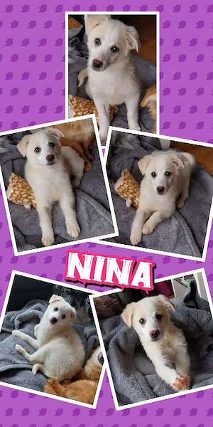 verkuscheltes, kinderliebes, offenes, menschenbezogens Welpenmädchen "Nina" sucht ein Zuhause 