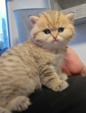Zwei süße Katzenbabys suchen ein liebevolles Zuhause  Bild 3