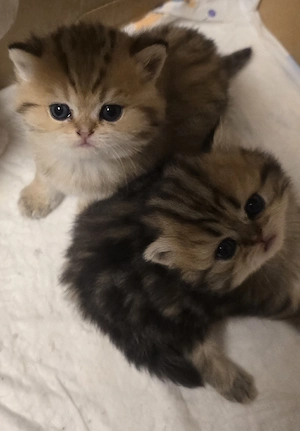 Zwei süße Katzenbabys suchen ein liebevolles Zuhause  Bild 4