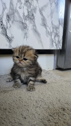 Zwei süße Katzenbabys suchen ein liebevolles Zuhause  Bild 5