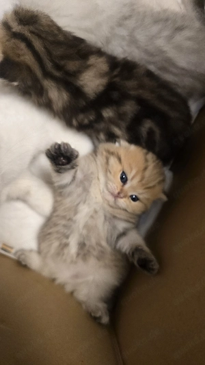 Zwei süße Katzenbabys suchen ein liebevolles Zuhause  Bild 6