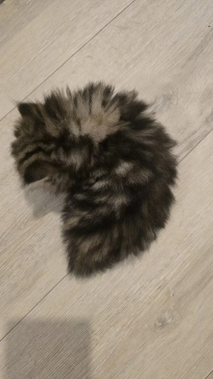 Zwei süße Katzenbabys suchen ein liebevolles Zuhause  Bild 7