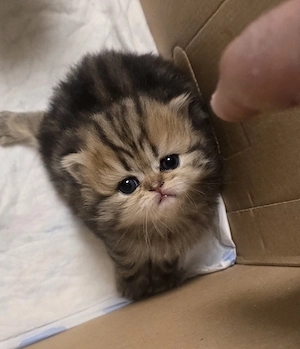 Zwei süße Katzenbabys suchen ein liebevolles Zuhause  Bild 2