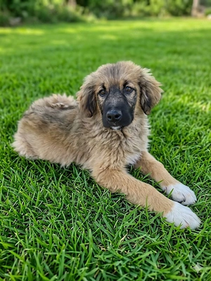 Hütehund Mix Rüde 3Mon wird ca 30 kg HundeKatzenHühnerlieb