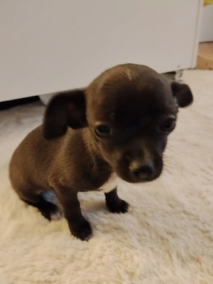 Reinrassiger Chihuahua Welpe Hündin darkbrown&white