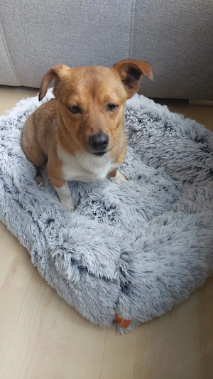 Austin (Peanut) sucht genau dich!