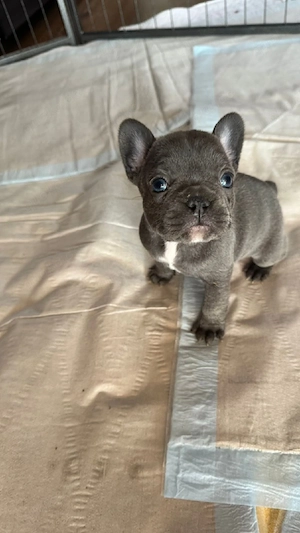 1 Französische Bulldoggen 