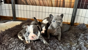 7 Zwerge suchen ein neues Zuhause!