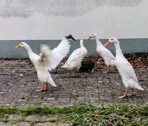 Laufenten Bruteier weiß und weiß grau