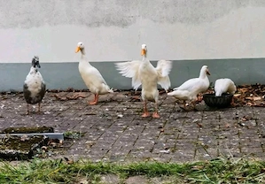 Laufenten Bruteier weiß und weiß grau Bild 2