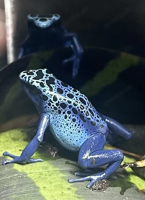 0,2 Dendrobates tinctorius azureus (die beiden letzten)