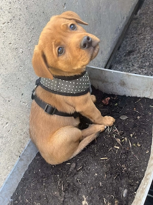 Kleine  Mischlinge,9 Wochen