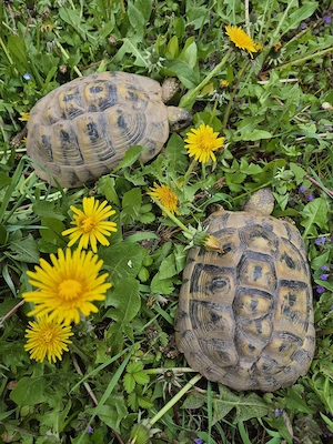 Griechische Landschildkröte NZ 2013