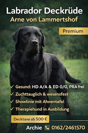 Deckrüde - Labrador-Retriever - Arne von Lammertshof   schwarz   kein Verkauf - 2025 Welpenankündig.