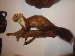 Diverse Tierpräparate aus Nachlass