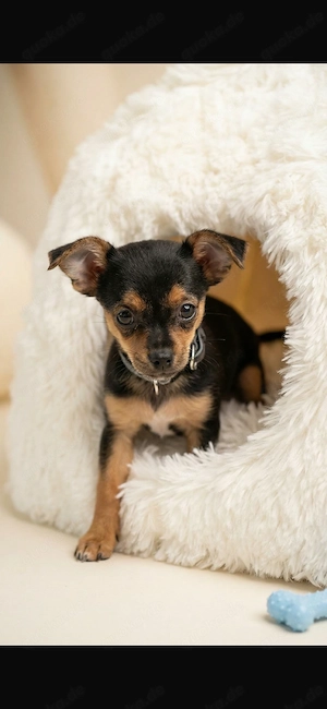 Mini-Chihuaha- Rüde