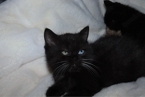 Zum verlieben süße BKH-Kitten suchen ein neues Zuhause