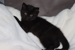 Zum verlieben süße BKH-Kitten suchen ein neues Zuhause