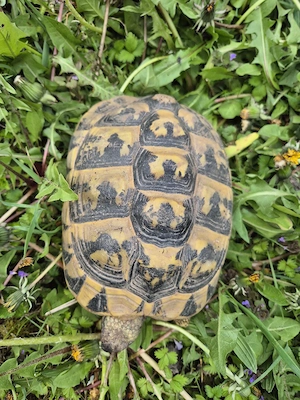 Griechische Landschildkröte NZ 2012