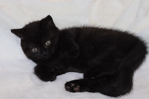 Zum verlieben süße BKH-Kitten suchen ein neues Zuhause