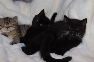 Zum verlieben süße BKH-Kitten suchen ein neues Zuhause