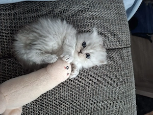  Zum Verlieben: 5 wunderschöne Perser BLH Kitten (5 Wochen) suchen ihr Für- Bild 12