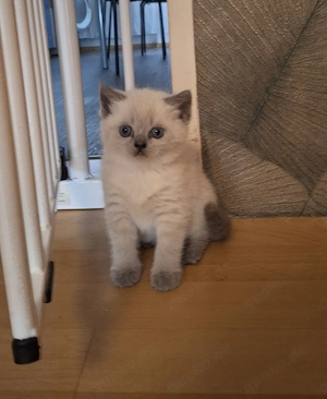 Britisch Kurzhaar Katzenbaby