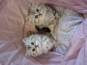  Zum Verlieben: 5 wunderschöne Perser BLH Kitten (5 Wochen) suchen ihr Für-