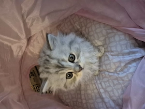  Zum Verlieben: 5 wunderschöne Perser BLH Kitten (5 Wochen) suchen ihr Für- Bild 3