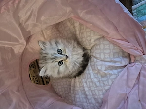  Zum Verlieben: 5 wunderschöne Perser BLH Kitten (5 Wochen) suchen ihr Für- Bild 9