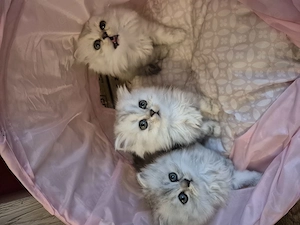  Zum Verlieben: 5 wunderschöne Perser BLH Kitten (5 Wochen) suchen ihr Für- Bild 2