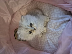  Zum Verlieben: 5 wunderschöne Perser BLH Kitten (5 Wochen) suchen ihr Für- Bild 6