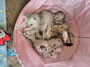  Zum Verlieben: 5 wunderschöne Perser BLH Kitten (5 Wochen) suchen ihr Für- Bild 18