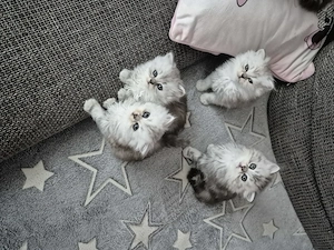  Zum Verlieben: 5 wunderschöne Perser BLH Kitten (5 Wochen) suchen ihr Für- Bild 5