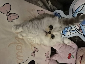  Zum Verlieben: 5 wunderschöne Perser BLH Kitten (5 Wochen) suchen ihr Für- Bild 11
