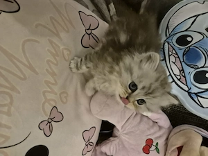  Zum Verlieben: 5 wunderschöne Perser BLH Kitten (5 Wochen) suchen ihr Für- Bild 10