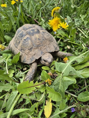 Griechische Landschildkröte NZ 2009