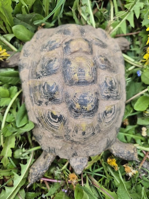 Griechische Landschildkröte NZ 2009 Bild 2