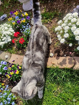 BKH Kater Whiskas mit Zubehör  Bild 2