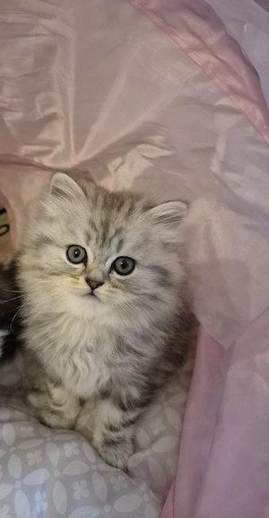  Zum Verlieben: 5 wunderschöne Perser BLH Kitten (5 Wochen) suchen ihr Für- Bild 4