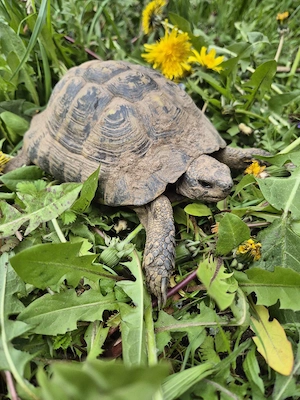 Griechische Landschildkröte NZ 2009 Bild 4