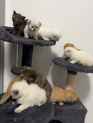 BKH mix Ragdoll Kitten suchen liebevolles Zuhause